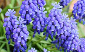 Bluebell flower All Flowers Name In Hindi and English | 10 Phoolon Ke Naam Hindi Mein