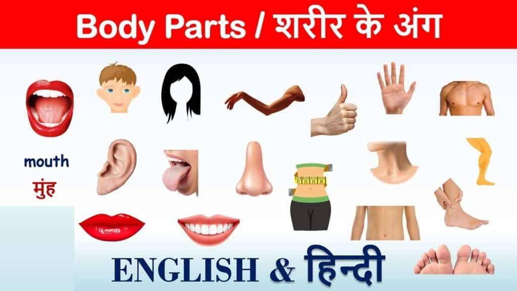 Body parts name in hindi 1 50+ Body Parts Name In Hindi And English | Body parts name in sanskrit