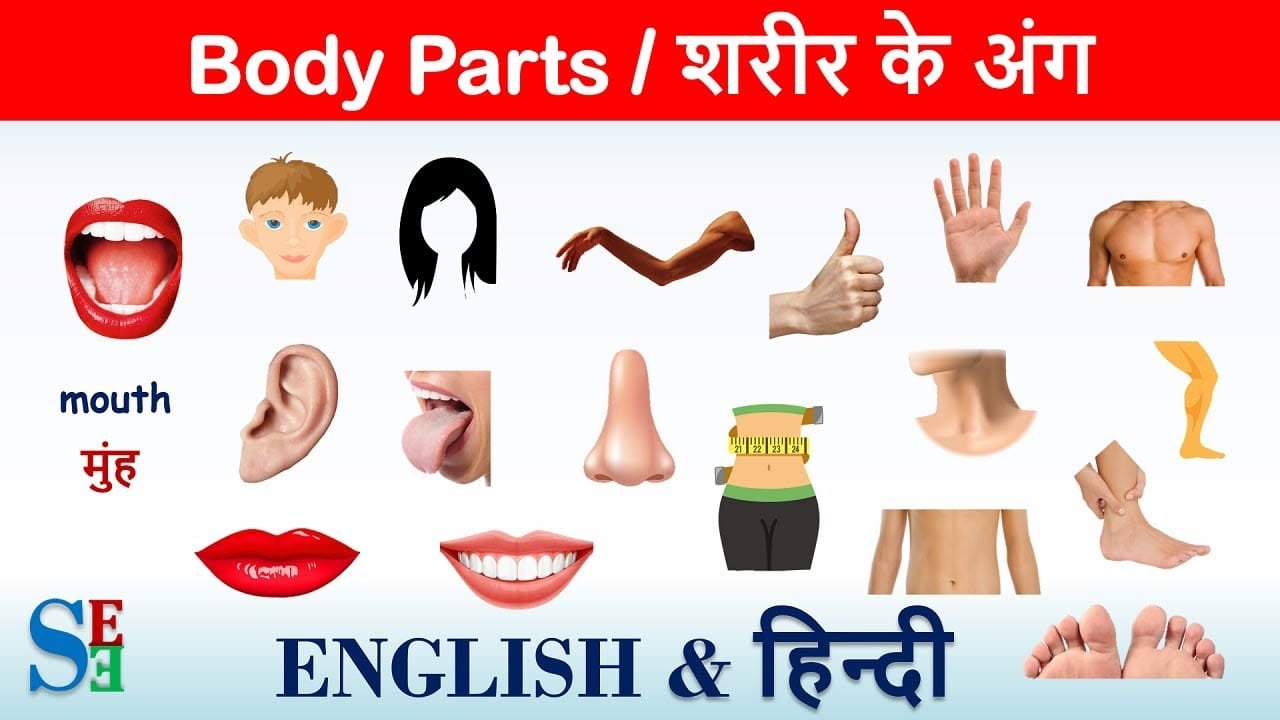 50 Body Parts Name In Hindi And English Body Parts Name In Sanskrit