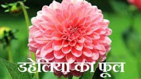 Dahlia in Hindi name All Flowers Name In Hindi and English | 10 Phoolon Ke Naam Hindi Mein