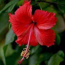 Hibiscus flower All Flowers Name In Hindi and English | 10 Phoolon Ke Naam Hindi Mein