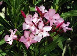 Oleander flower All Flowers Name In Hindi and English | 10 Phoolon Ke Naam Hindi Mein