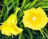 kaner फूल का नाम All Flowers Name In Hindi and English | 10 Phoolon Ke Naam Hindi Mein