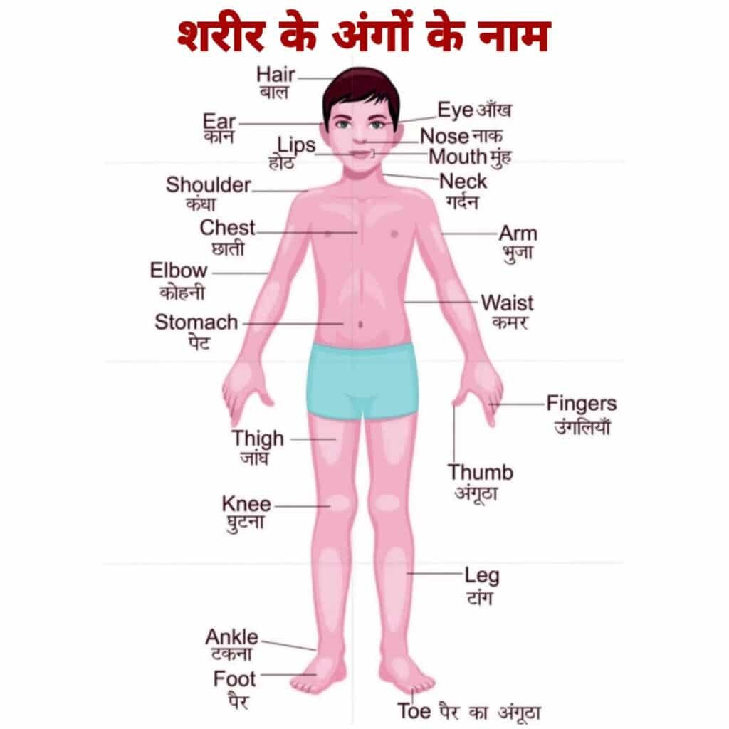 part of body name 50+ Body Parts Name In Hindi And English | Body parts name in sanskrit