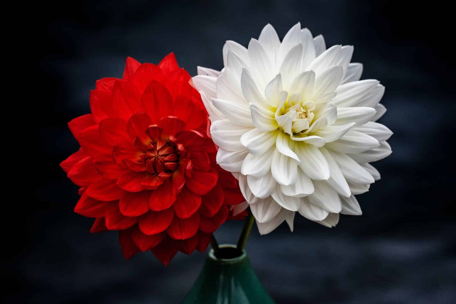 photo of red and white petaled flowers