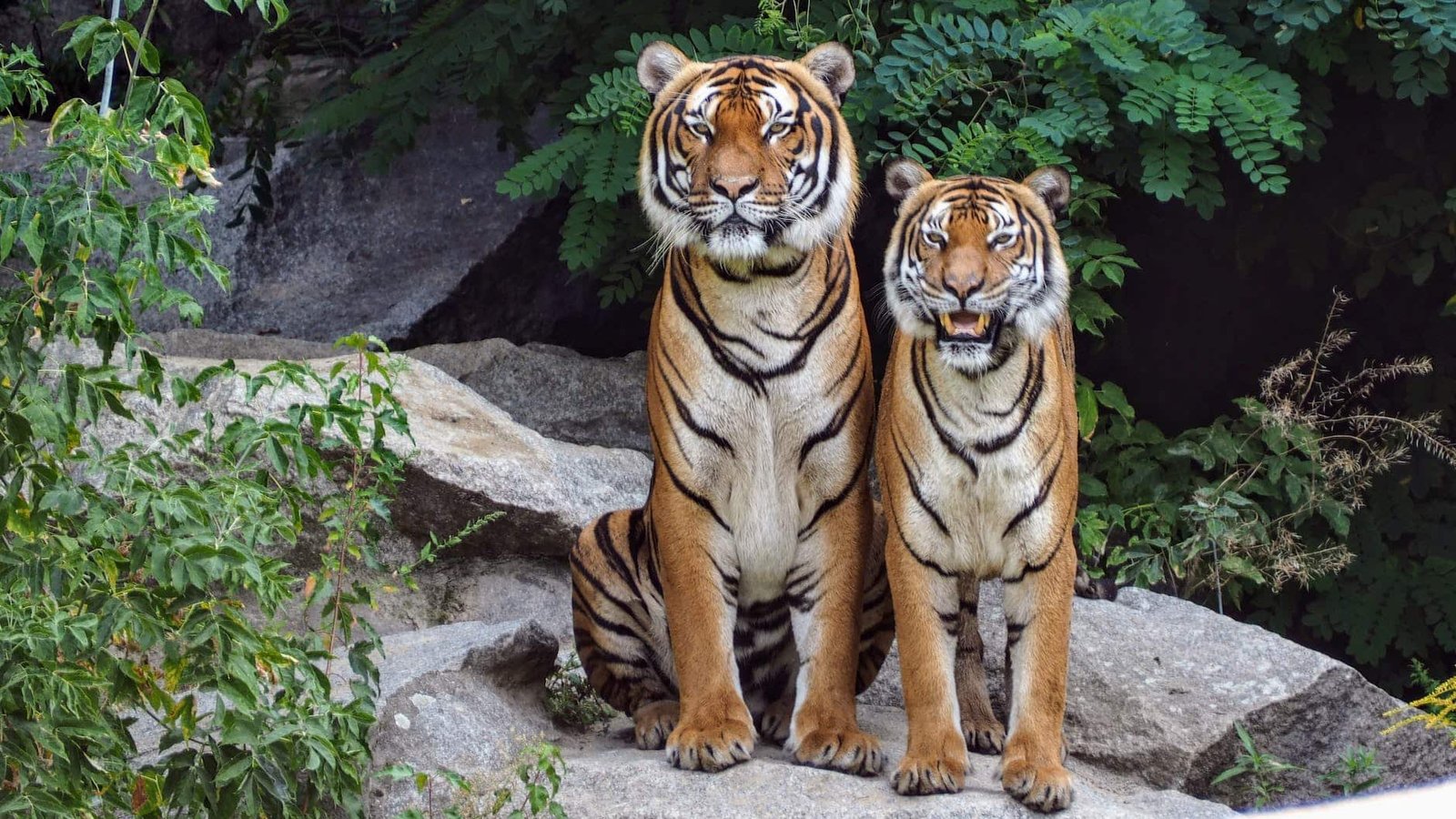 two orange tigers sitting beside each other