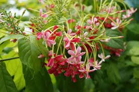 मालती का फूल All Flowers Name In Hindi and English | 10 Phoolon Ke Naam Hindi Mein
