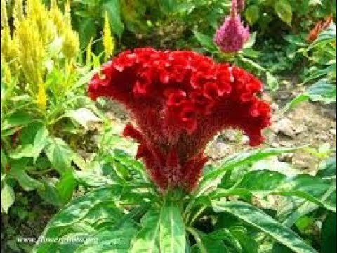मुर्गा पंख फूल All Flowers Name In Hindi and English | 10 Phoolon Ke Naam Hindi Mein