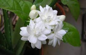 मोगरा का अर्थ All Flowers Name In Hindi and English | 10 Phoolon Ke Naam Hindi Mein
