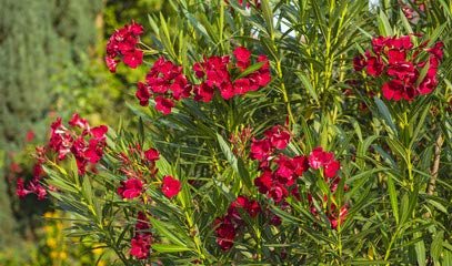 लाल कनेर का फूल All Flowers Name In Hindi and English | 10 Phoolon Ke Naam Hindi Mein